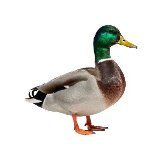 Duck